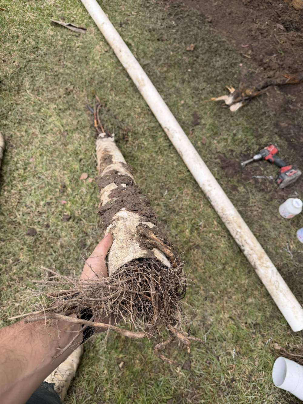 Dense tree roots inside a removed 90mm PVC stormwater pipe during drainage replacement in Berwick